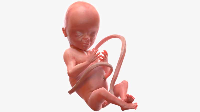 Turbosquid - 3D Human Fetus at 20 Weeks